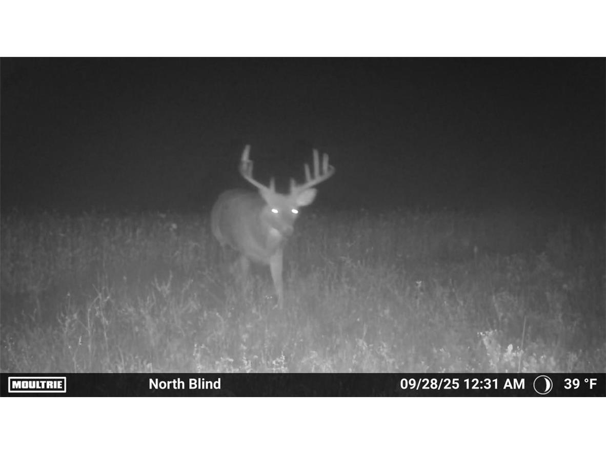 TBD Bruce Mound Avenue Merrillan WI 54754 - VISMAL 1596143 image4