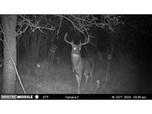 TBD Bruce Mound Avenue Merrillan WI 54754 - VISMAL 1596143 image9