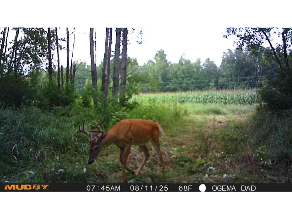 TBD County Road M Ogema WI 54459 1594377 image31