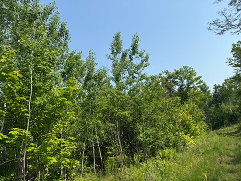 TBD County Road T Dairyland WI 54830 1592686 image2