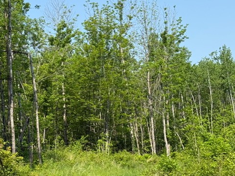 TBD County Road T Dairyland WI 54830 1592686 image4