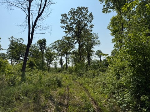 TBD County Road T Dairyland WI 54830 1592686 image5