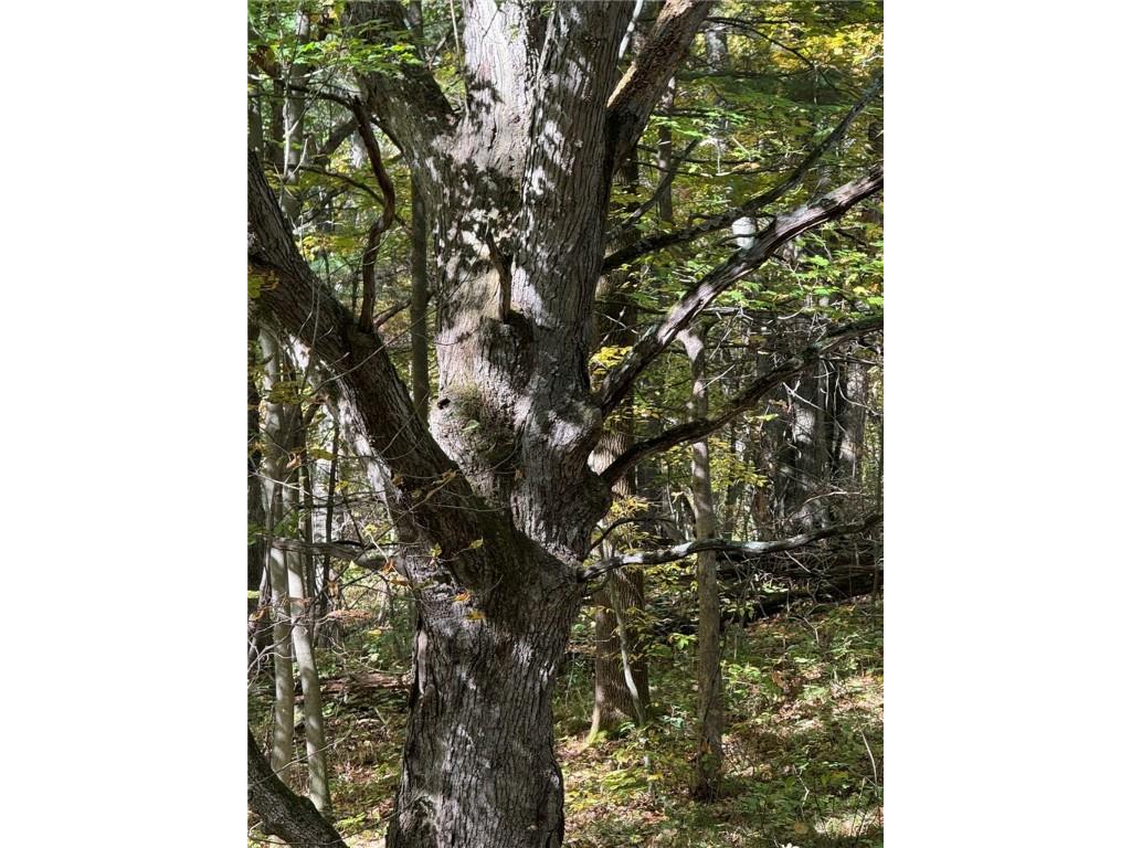 TBD Highway 8 Turtle Lake WI 54889 1588285 image4