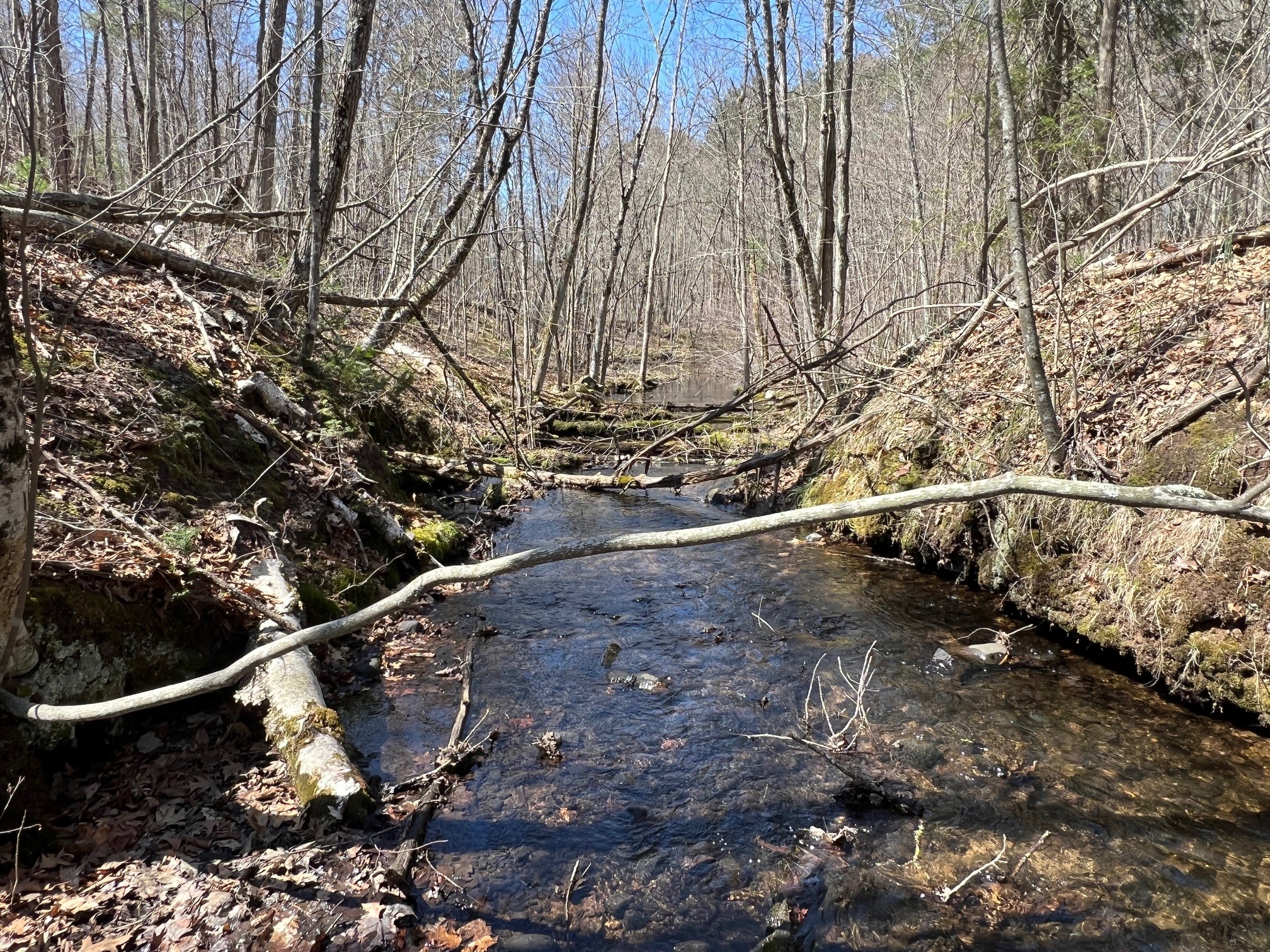 TBD Red Oak Lane Stone Lake WI 54876 - Slim Creek 1600228 image6