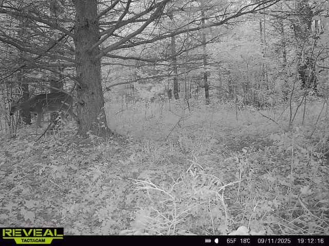 TBD State Highway 12/27 Fairchild WI 54741 - Bridge 1594552 image34