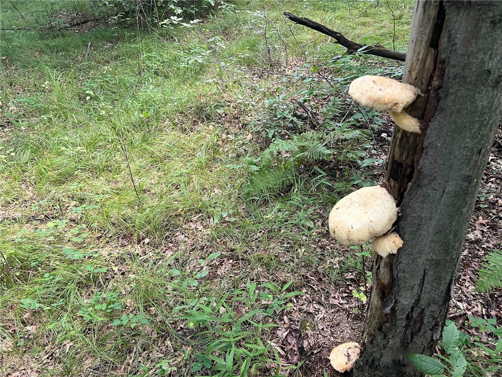 TBD State Highway 12/27 Fairchild WI 54741 - Bridge 1594552 image48