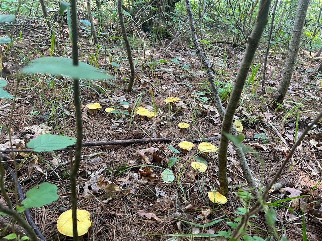 TBD State Highway 12/27 Fairchild WI 54741 - Bridge 1594552 image50