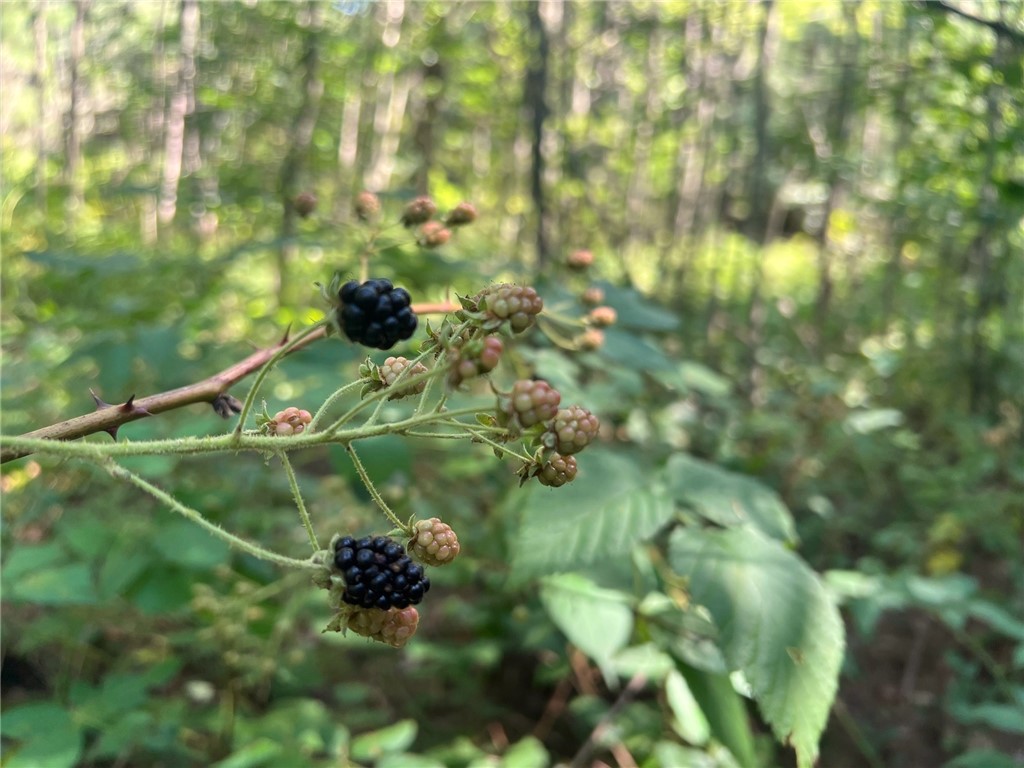 TBD State Highway 12/27 Fairchild WI 54741 - Bridge 1594552 image55