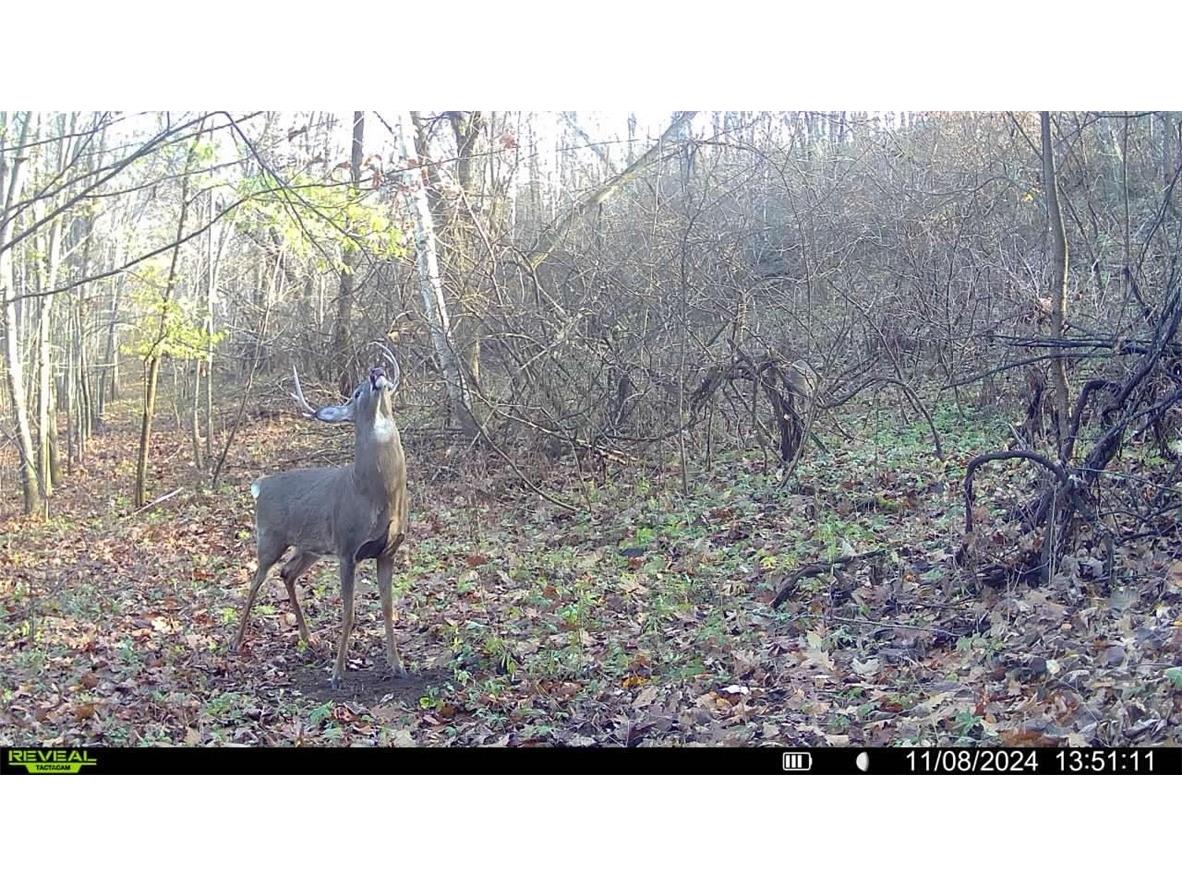 W10646 Capital Road Thorp WI 54771 - Robinson 1590620 image35