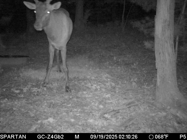 W10821 Johnson Road Merrillan WI 54754 1596073 image34