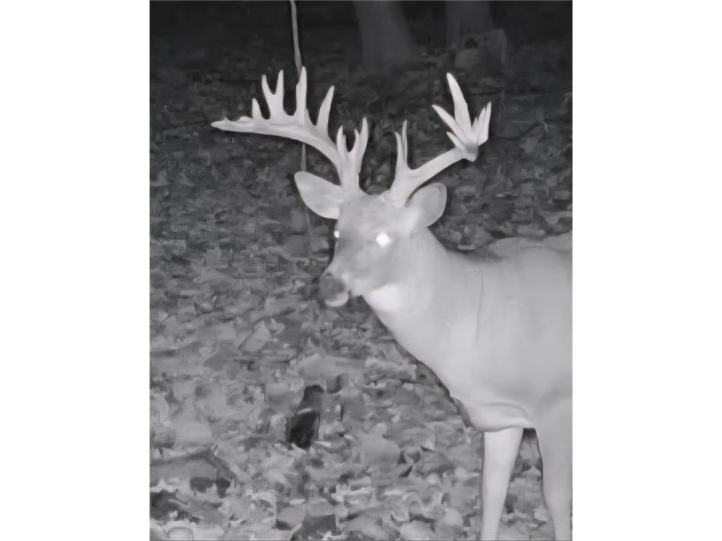 W16694 Hogback Road Chetek WI 54728 1594958 image53