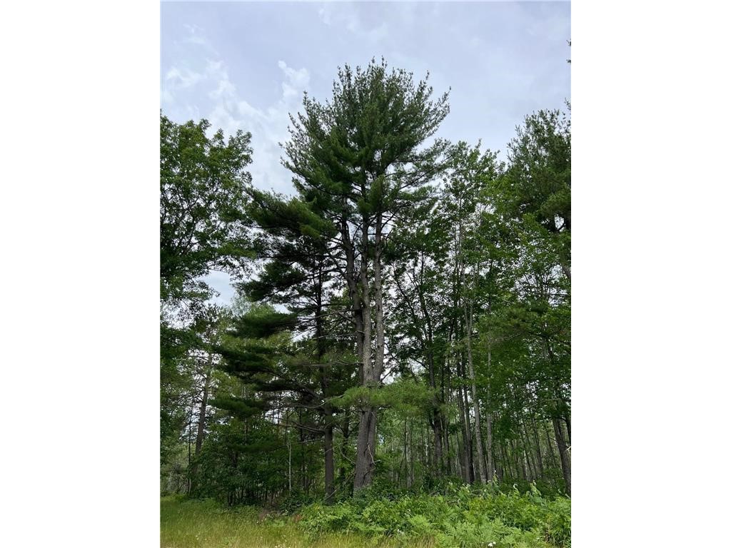 W37XX Frog Creek Road Minong WI 54859 - Frog Creek 1567027 image4