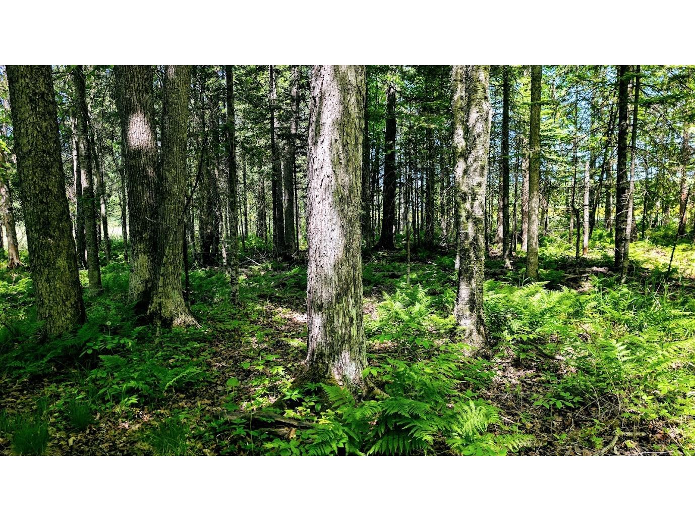 W4241 Walrath Road Glen Flora WI 54526 1601860 image48