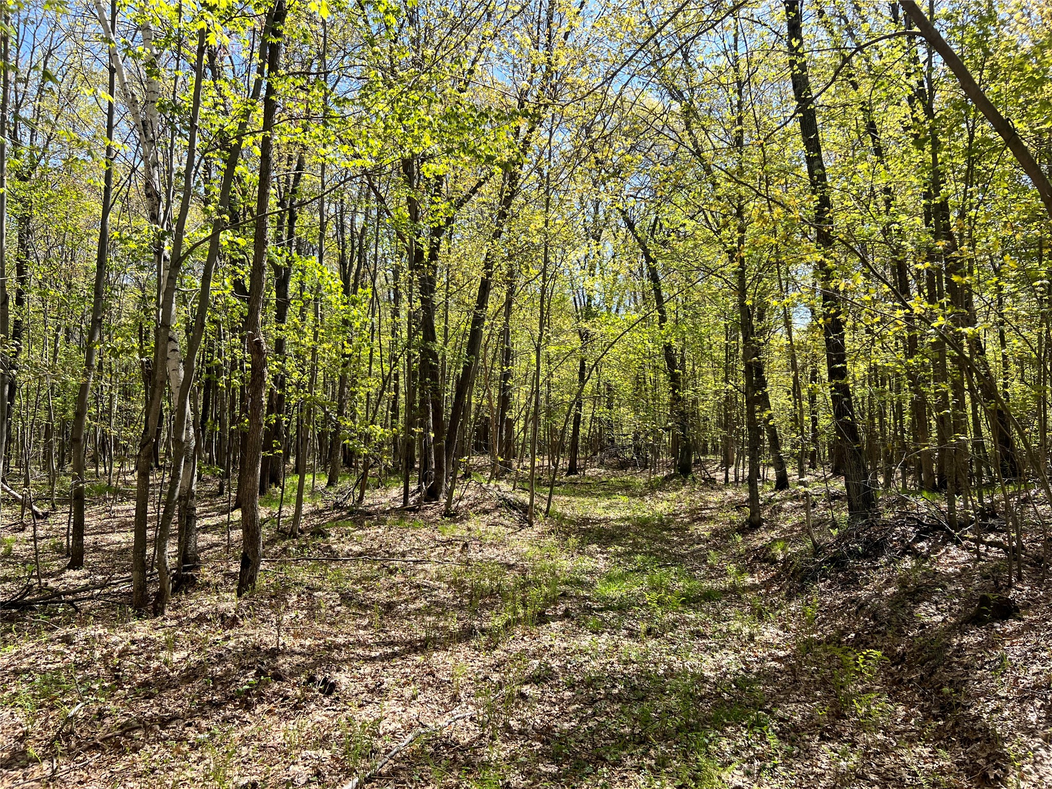 W6474 River Road Trego WI 54888 1601245 image15