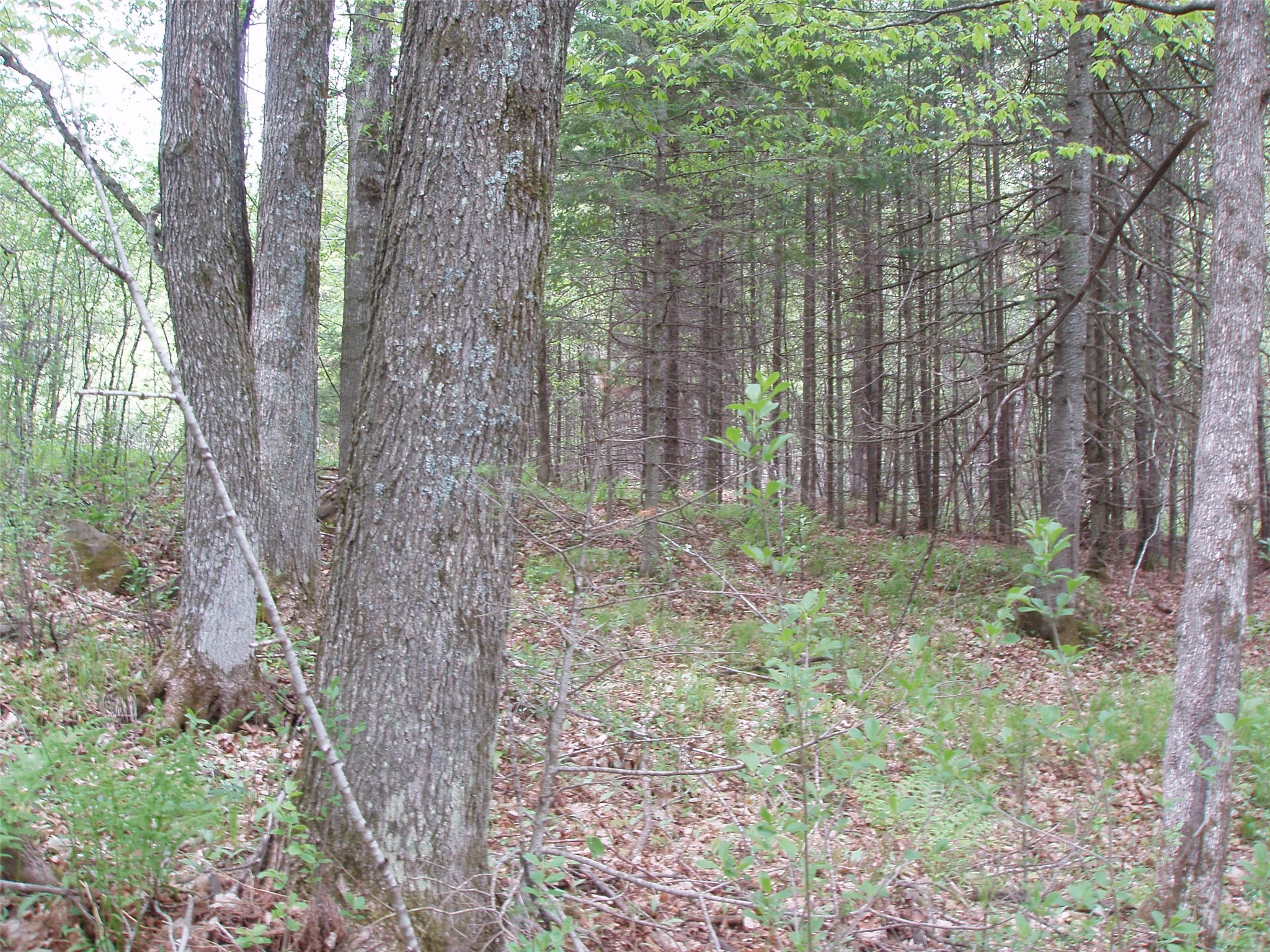 W9002 Moonshine Alley Catawba WI 54514 1601811 image32