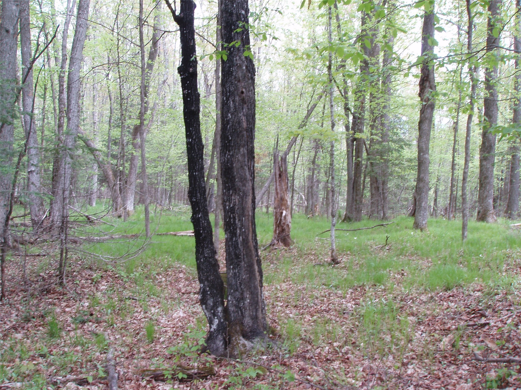 W9002 Moonshine Alley Catawba WI 54514 1601811 image34