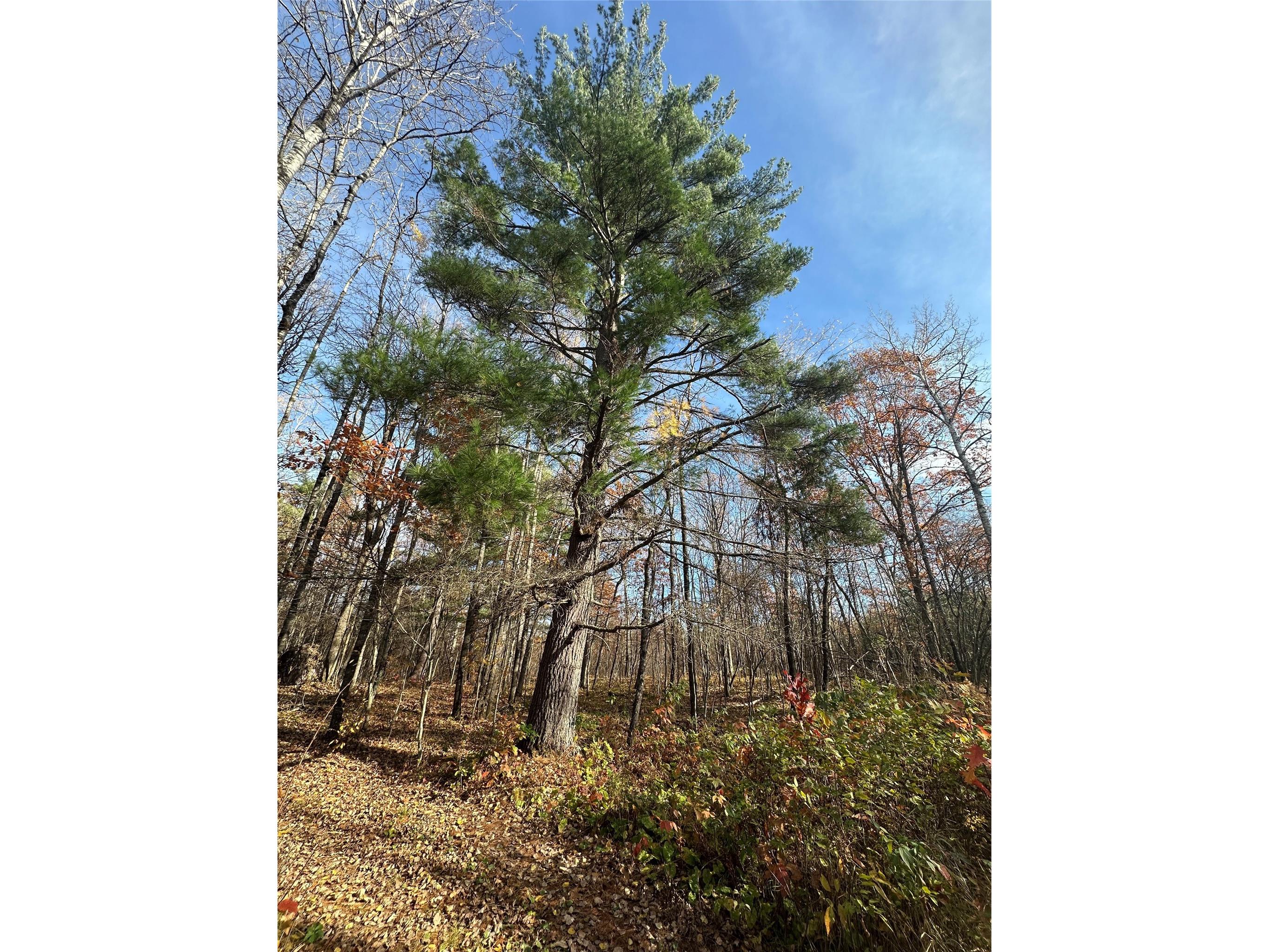 XX Shore Drive Springbrook WI 54875 1602477 image6