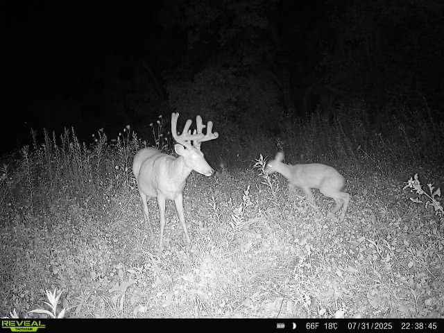 XX Simons Rd Road Alma WI 54610 1600852 image8