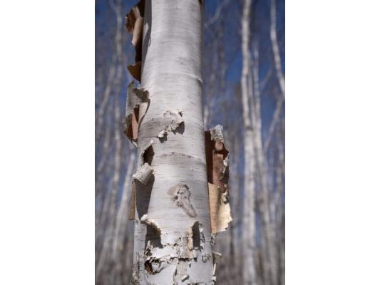 XXX E Beauregard Lake Road Gordon WI 54838 1591476 image10