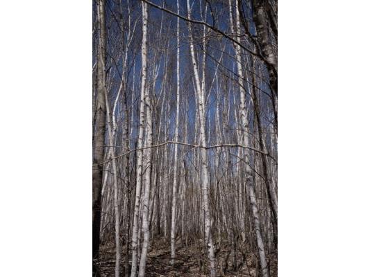 XXX E Beauregard Lake Road Gordon WI 54838 1591476 image11