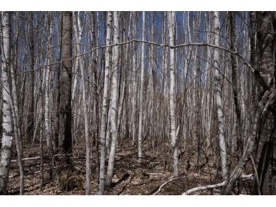 XXX E Beauregard Lake Road Gordon WI 54838 1591476 image12