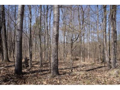 XXX E Beauregard Lake Road Gordon WI 54838 1591476 image15