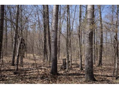 XXX E Beauregard Lake Road Gordon WI 54838 1591476 image16