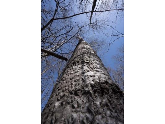 XXX E Beauregard Lake Road Gordon WI 54838 1591476 image17