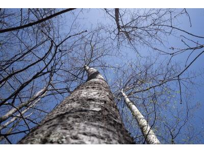 XXX E Beauregard Lake Road Gordon WI 54838 1591476 image18