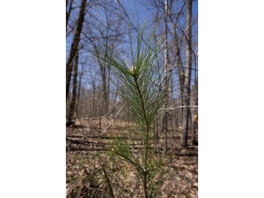 XXX E Beauregard Lake Road Gordon WI 54838 1591476 image19