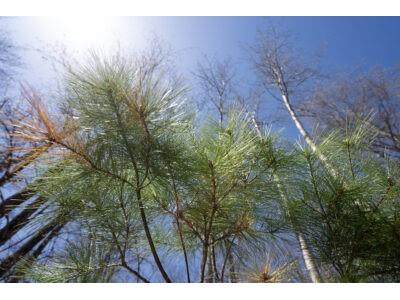 XXX E Beauregard Lake Road Gordon WI 54838 1591476 image20