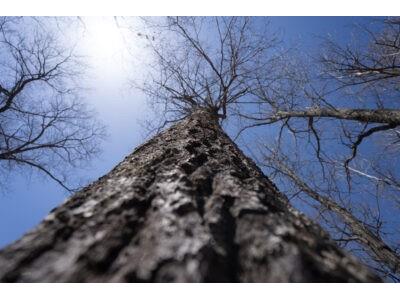 XXX E Beauregard Lake Road Gordon WI 54838 1591476 image23