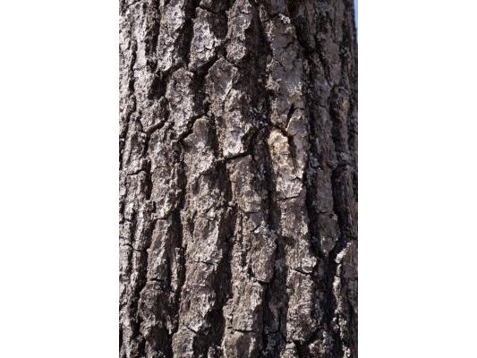 XXX E Beauregard Lake Road Gordon WI 54838 1591476 image24