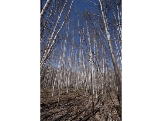 XXX E Beauregard Lake Road Gordon WI 54838 1591476 image7