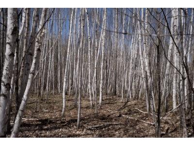 XXX E Beauregard Lake Road Gordon WI 54838 1591476 image8