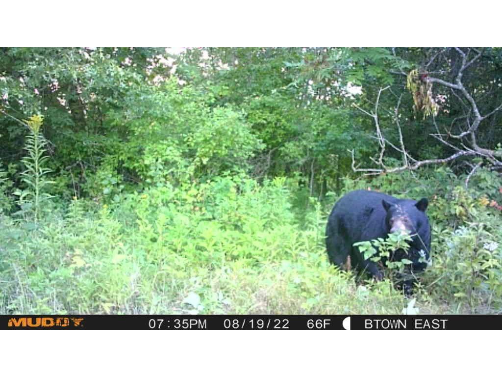 XXXX 1300th Avenue Boyceville WI 54772 - Washburn Farm Creek 1567895 image1