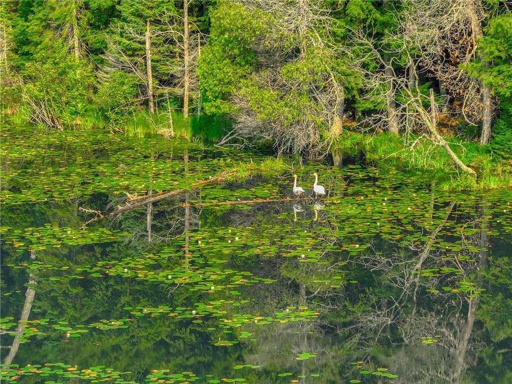 XXXX W Moose Lake Road Hayward WI 54843 - Snipe 1584588 image9