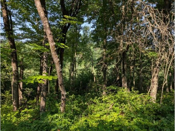 xxx Dock Lake Road Rusk WI 54801 1593511 image10