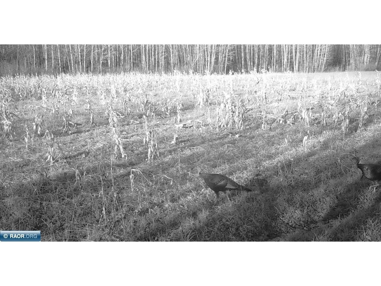 11680 Co Rd 59 Gheen MN 55771 149234 image18