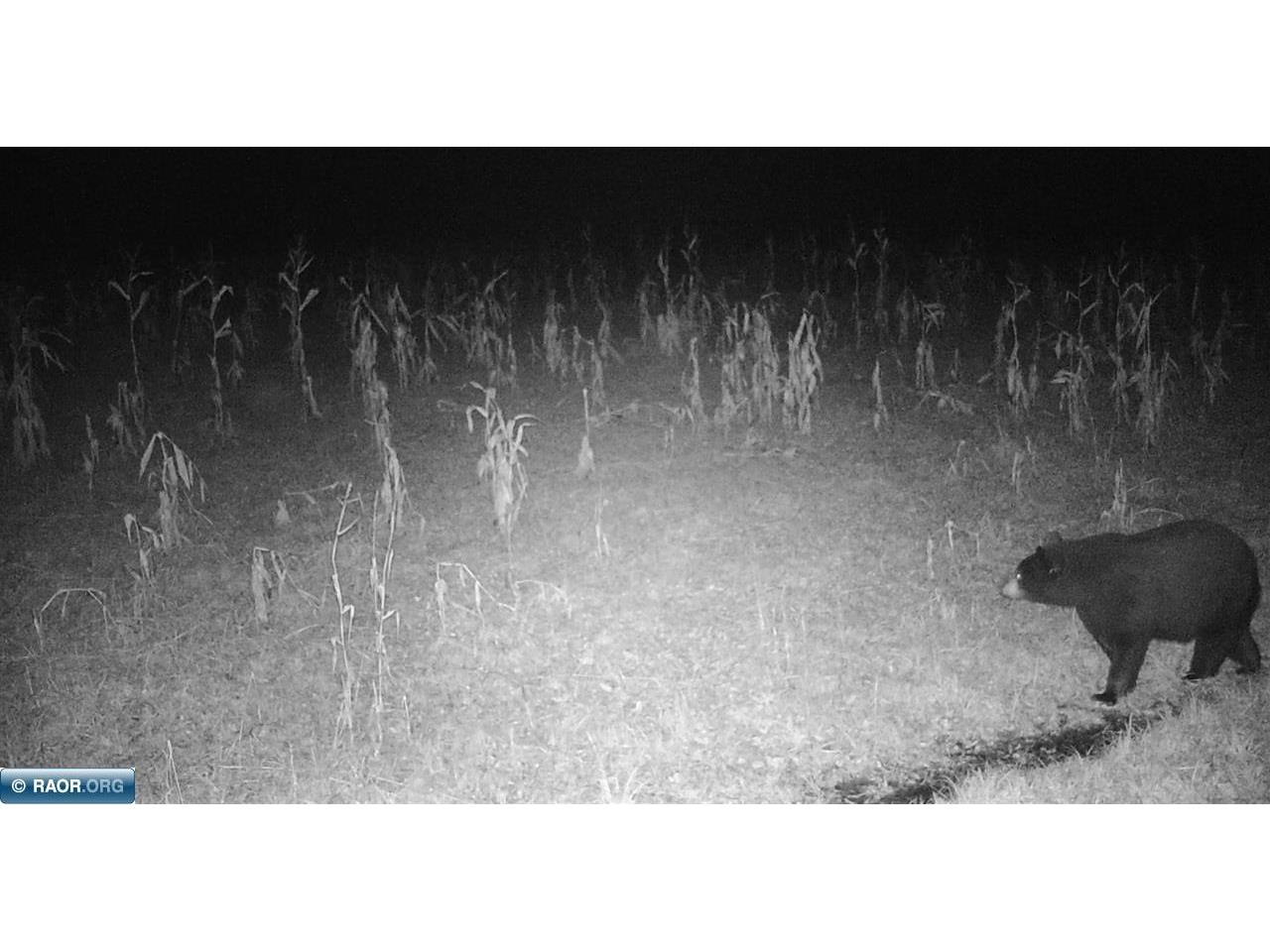 11680 Co Rd 59 Gheen MN 55771 149234 image19