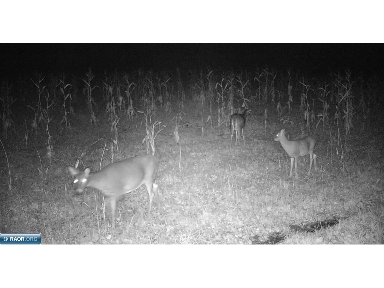 11680 Co Rd 59 Gheen MN 55771 149234 image20