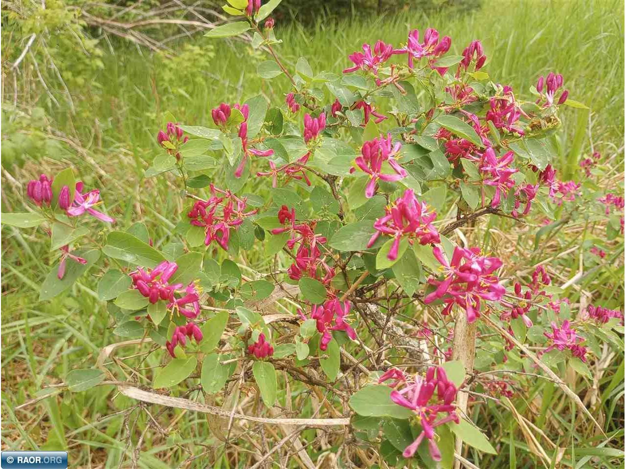 11879 Townline Rd Hibbing MN 55746 149417 image5