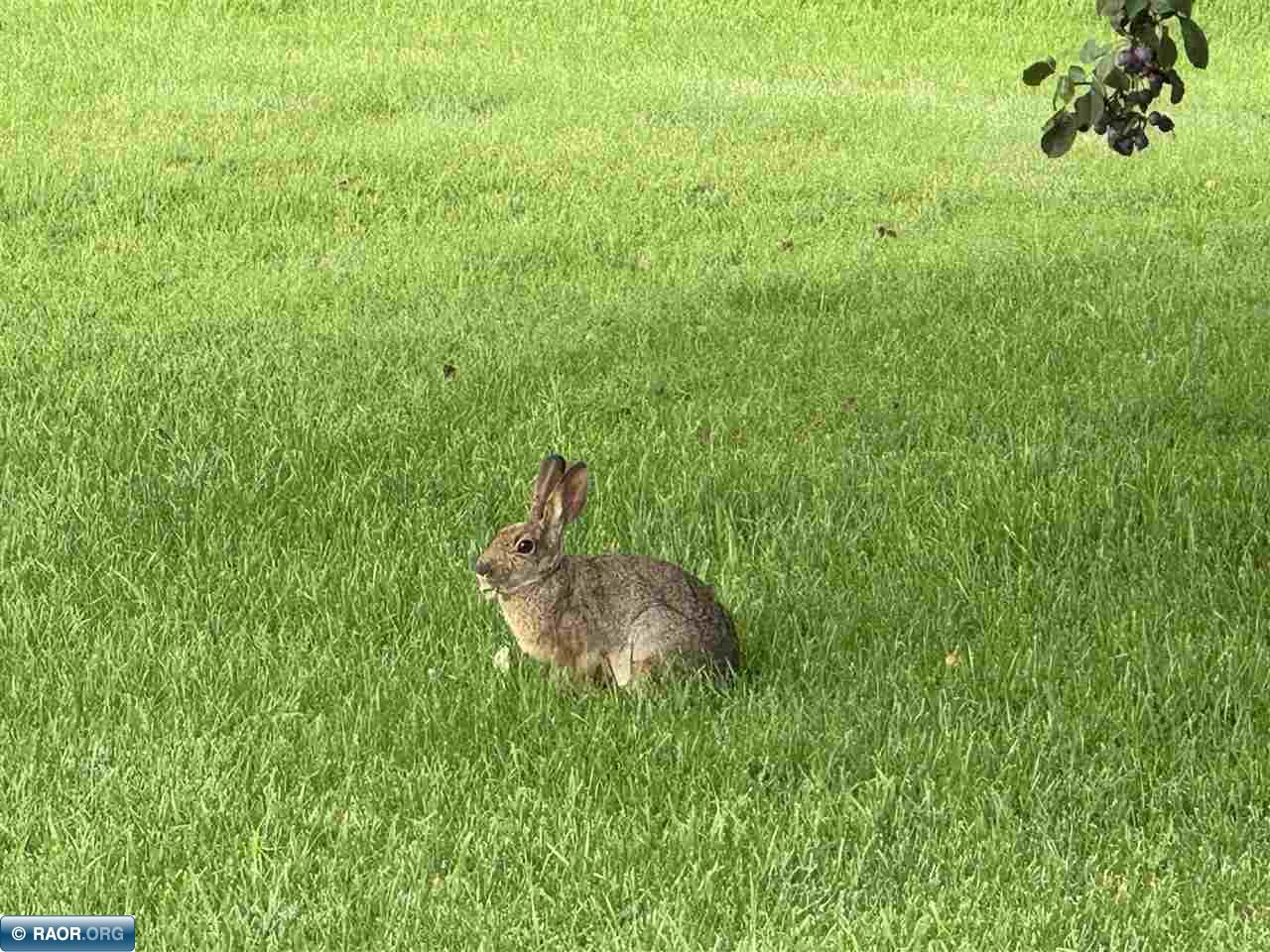 205 Jefferson Buhl MN 55713 148784 image21