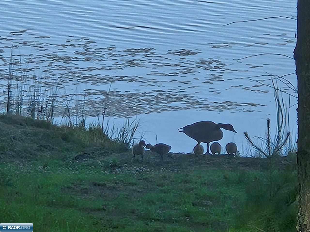 3420 Dewees Rd Babbitt MN 55706 - Isaac 148686 image41