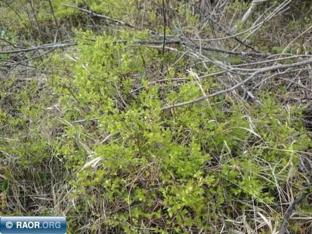 4866 Waisanen Road Embarrass MN 55732 149696 image24