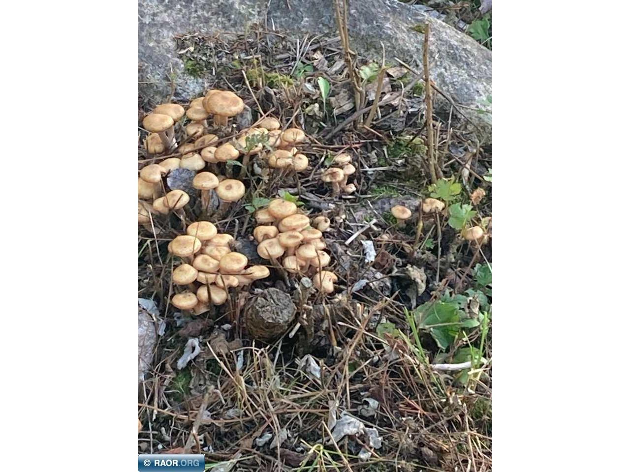 5876 Meander Lake Rd Orr MN 55771 148338 image28