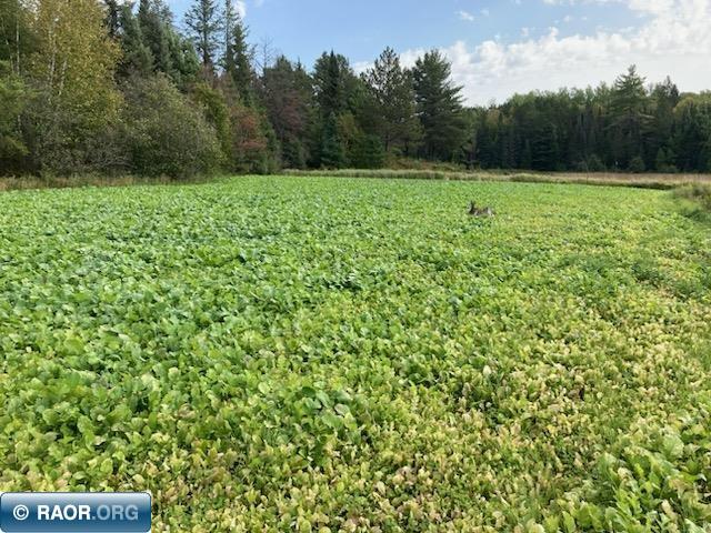 5876 Meander Lake Rd Orr MN 55771 148338 image30