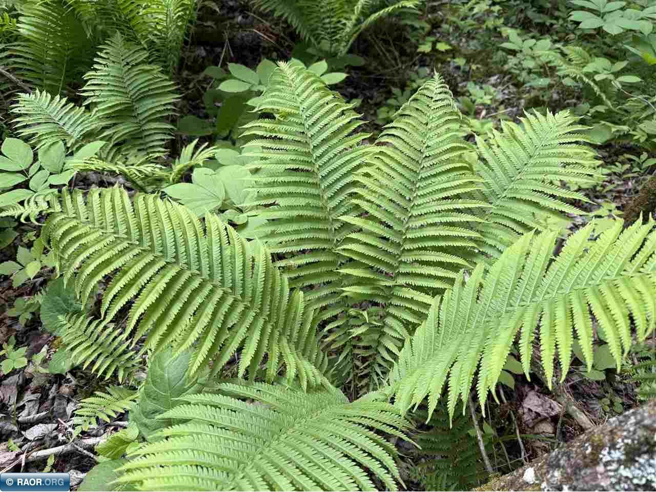 8623 Labrador Ct Mt Iron MN 55768 - Mashkenode Lake 148014 image15