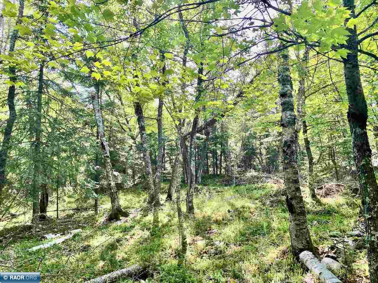 Parcel C Taylors Island Lake Vermilion Cook MN 55723 - Vermilion 149934 image13