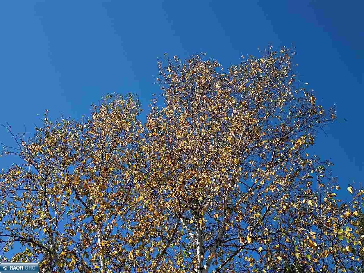 TBD HWY 1 Murphy City MN 55603 149111 image10